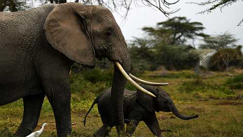 Some Good News: An 'Elephant Baby Boom' In One Kenyan National Park