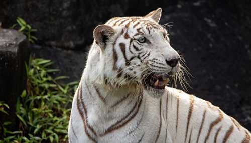 Exotic Tiger Spotted in Texas Neighborhood