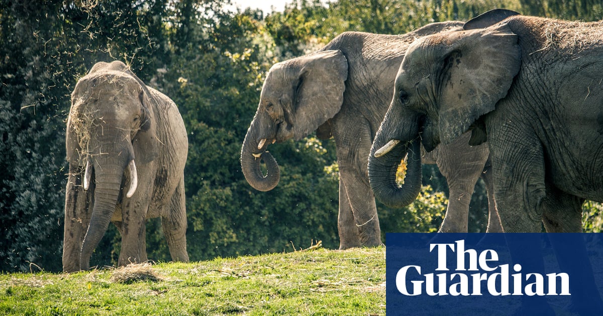 Aspinpall plans to rewild elephants thrown into doubt by Kenya