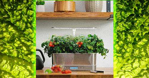 AeroGarden, a Pandemic-Era Phenomenon, Is No More. What Happens Next?