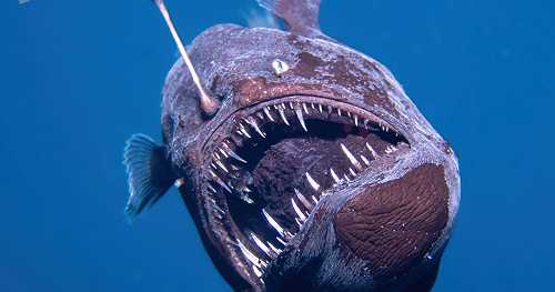 Video shows Black seadevil fish, usually only found in lightless depths of the sea, making rare swim near ocean surface