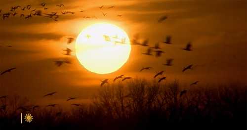 Nature: Sandhill cranes in Nebraska