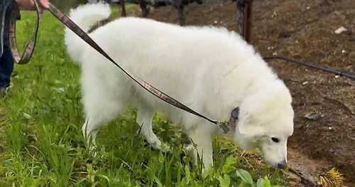 Vineyard owner has winery dog cloned