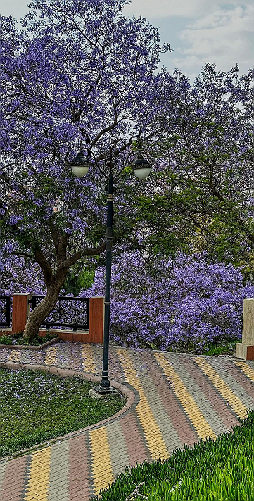 تزهر شجرة الجاكاراندا، بأزهارها الرائعة،...