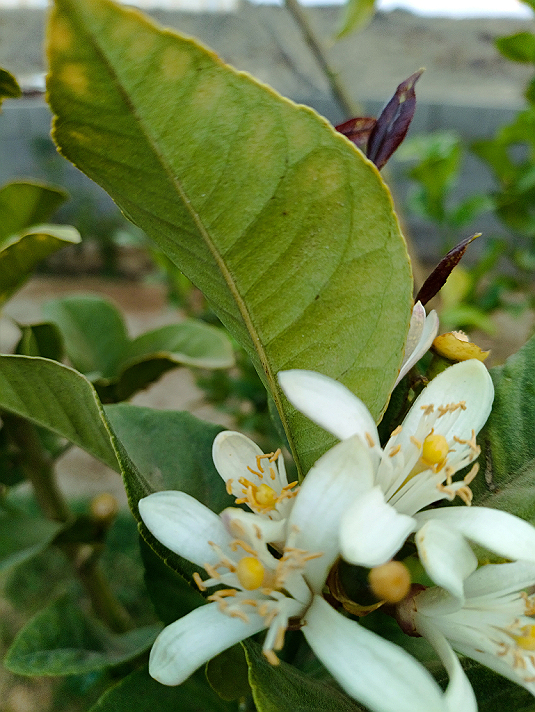 كل صباح فُرصة لبداية مشرق ، وخطوة أقرب لما نتمناه .