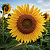 Post: